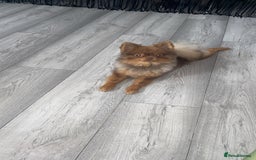 Pomeranian dogs for sale: Male 1 year old Pomeranian  - Image 2