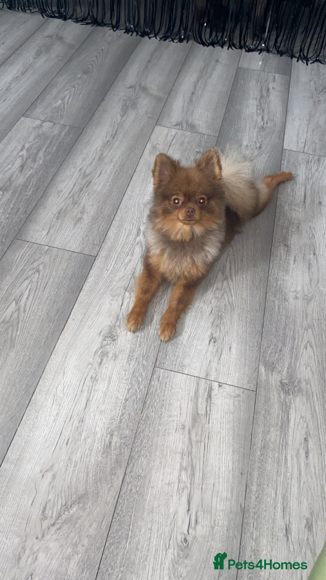 Pomeranian dogs for sale: Male 1 year old Pomeranian  - Image 2