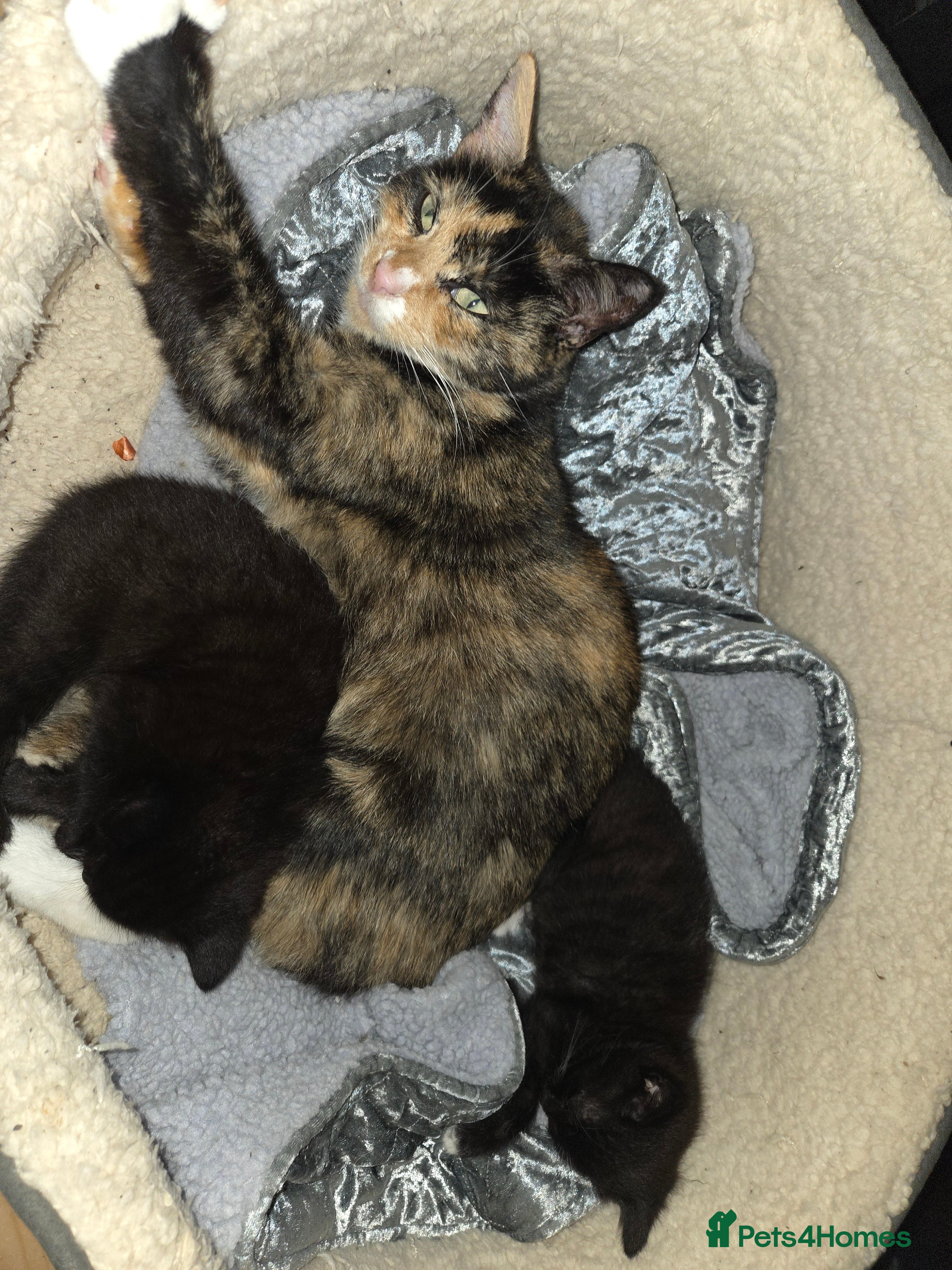 Mixed Breed cats Please read full ad - Advert 2