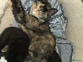 Mixed Breed cats Please read full ad - Advert 6