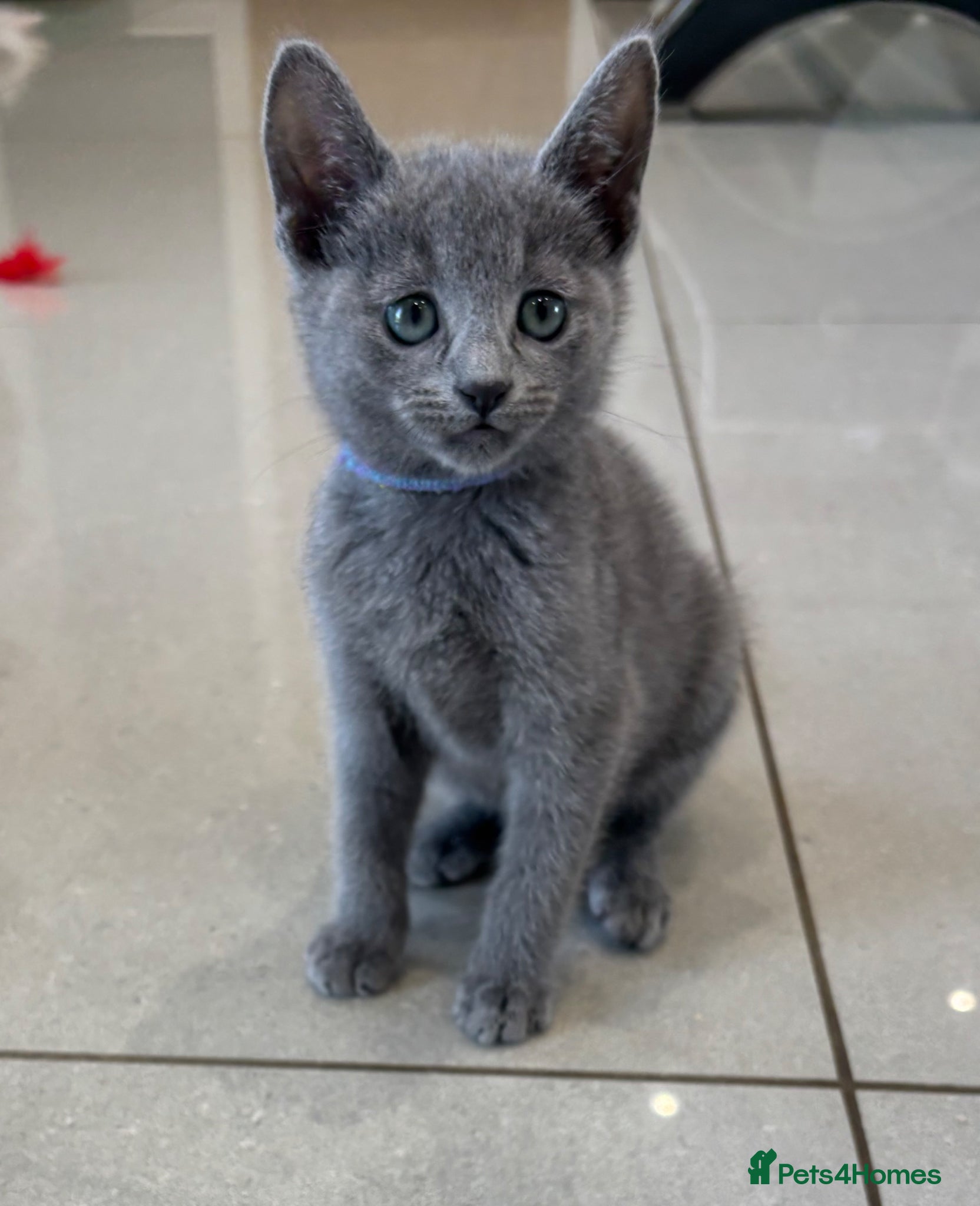 Russian Blue cats Tica registered kittens - Advert 2