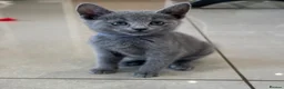 Russian Blue cats for sale: Tica registered kittens - Advert 4