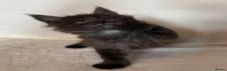 Maine Coon cats for sale: GCCF MAINE COON KITTENS - Advert 10
