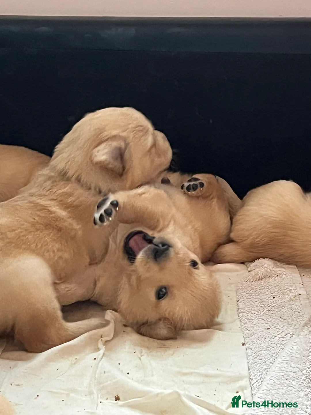 Golden Retriever dogs for sale: LITTLE BUNS - Advert 33