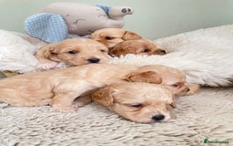 Maltipoo dogs for sale: F1 malticavapoos  - Image 3
