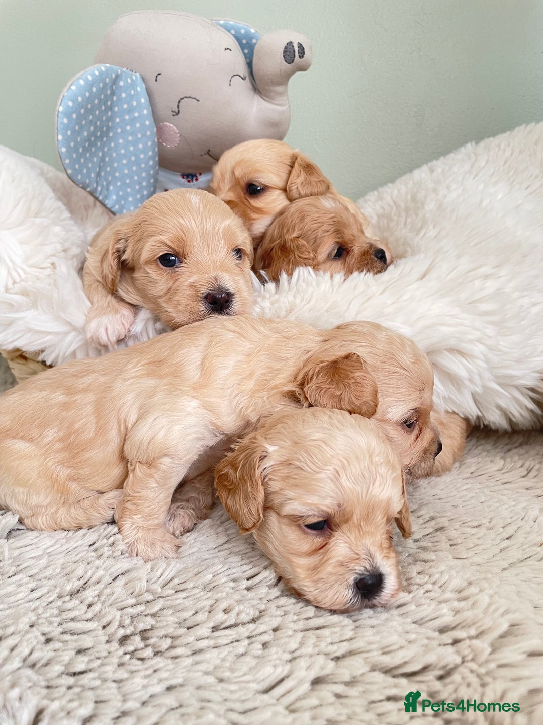 Maltipoo dogs for sale: F1 malticavapoos  - Image 3