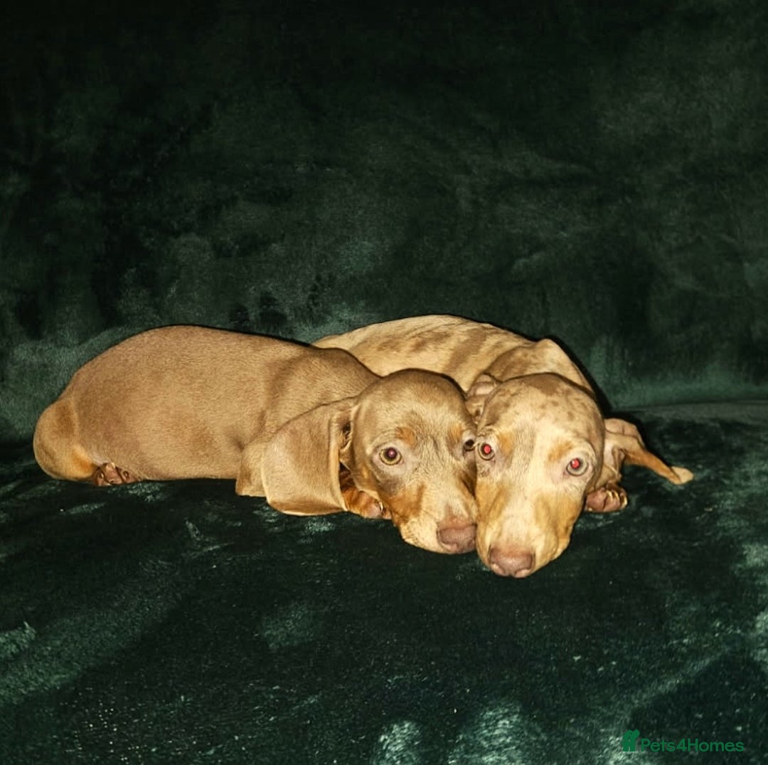 Miniature Dachshund dogs for sale: adorable littel puppies - Image 1