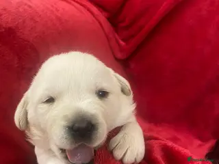 Labrador Retriever dogs Stunning Labrador puppies - Advert 1