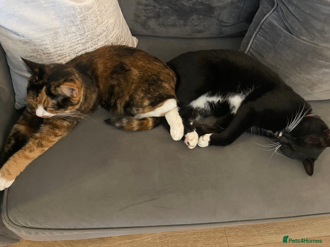 British Shorthair cats for sale: Stunning kittens from a beautiful calico mum 😻 - Image 2