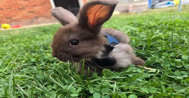 Angora rabbits - Advert 4
