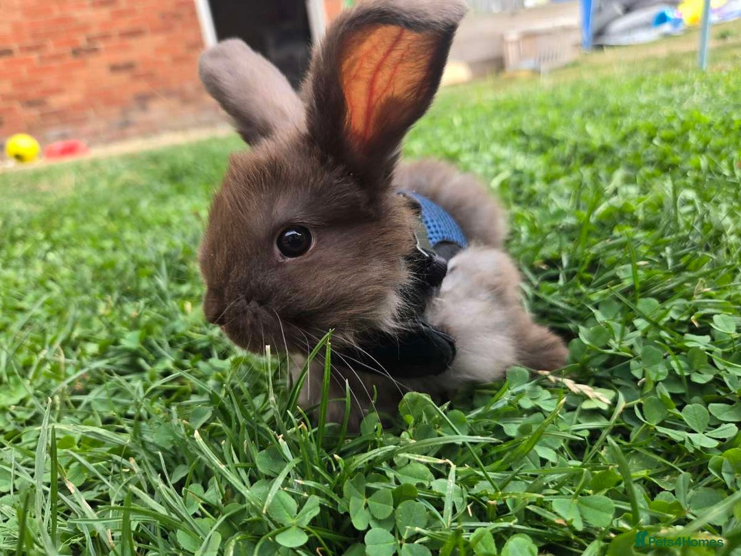 Angora rabbits for sale: Angora/mini lop mix - Image 2