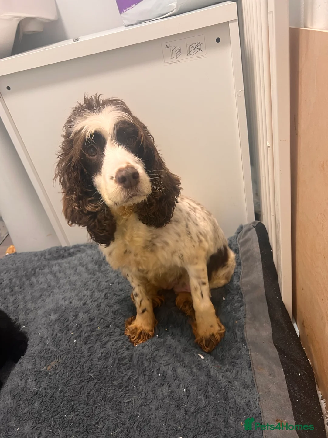 Cockapoo dogs for sale: 🐶 Black Girl (Tiny) 🐶 - Advert 15