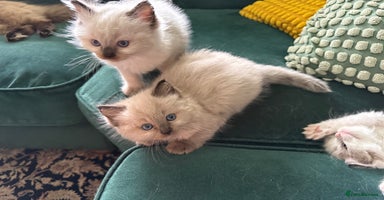 Ragdoll cats - Advert 14