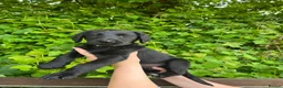 Labradoodle dogs for sale: Stunning Standard labradoodles f1   - Advert 6
