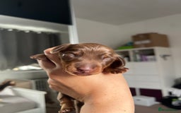 Miniature Dachshund dogs for sale: 4 miniature dachshunds  - Image 10