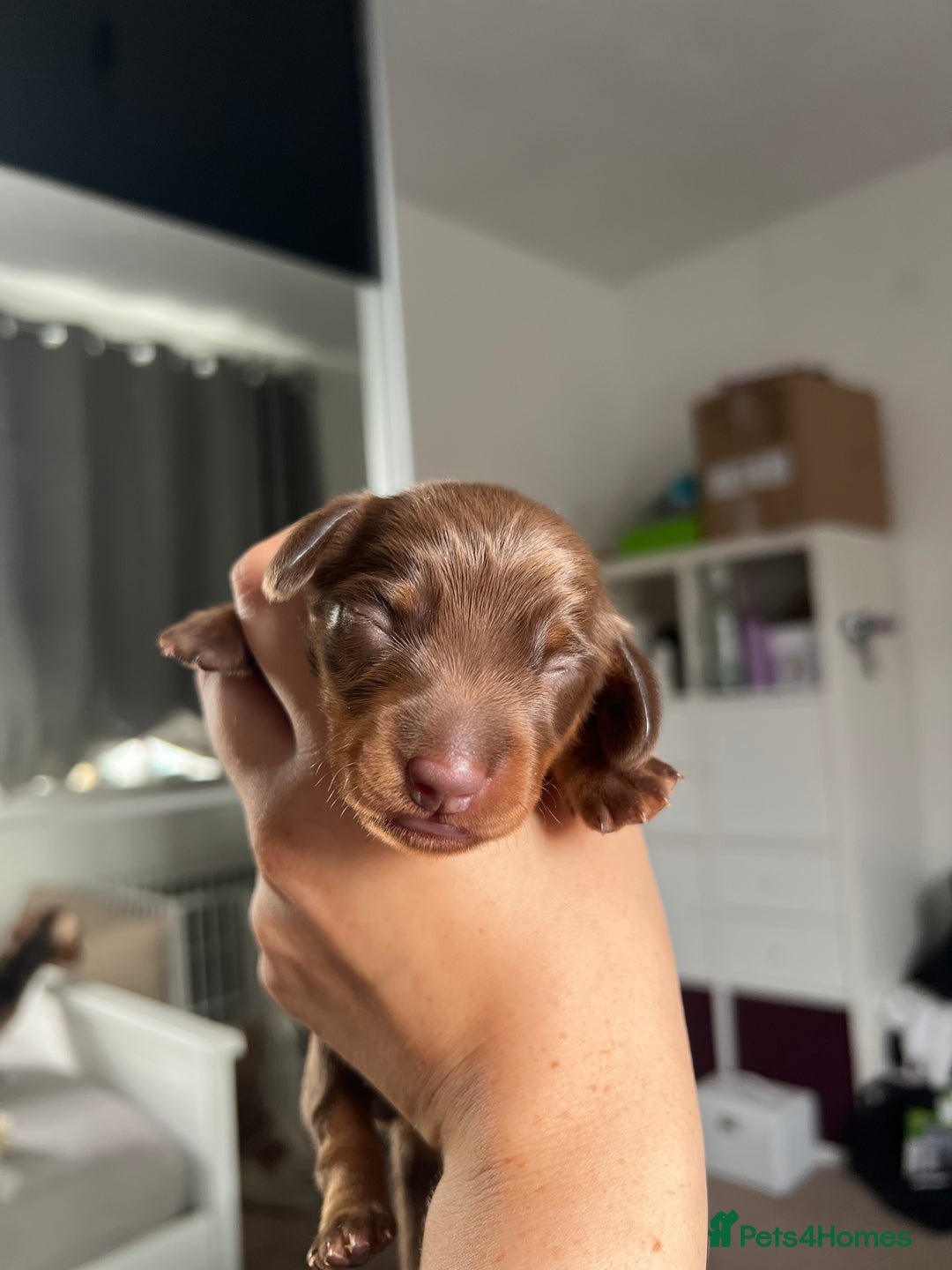 Miniature Dachshund dogs for sale: 4 miniature dachshunds  - Image 10