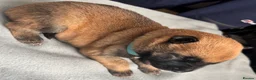 Belgian Shepherd Dog dogs for sale: Exceptional Belgian Malinois Puppies in Denbigh - Advert 30