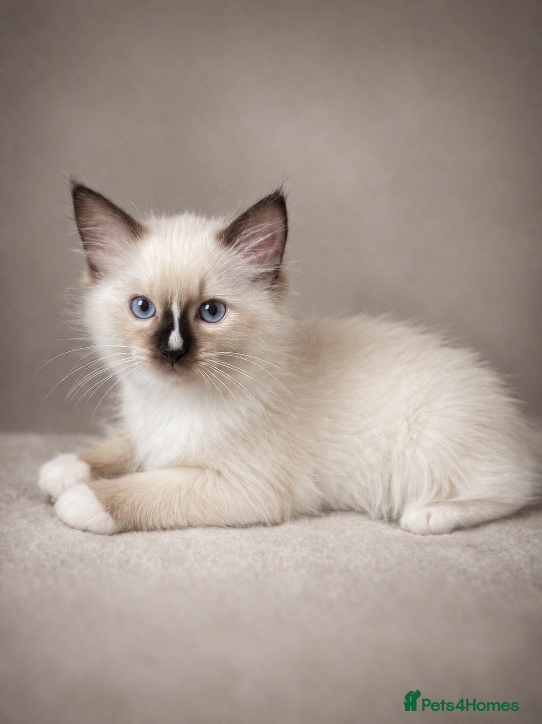 Ragdoll cats GCCF Best of Breed & Champion Bloodline Ragdolls🏆 - Advert 2