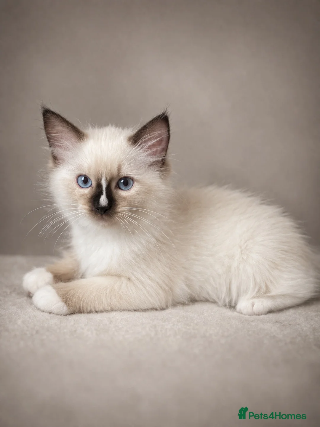 Ragdoll cats for sale: GCCF Best of Breed & Champion Bloodline Ragdolls🏆 - Advert 2