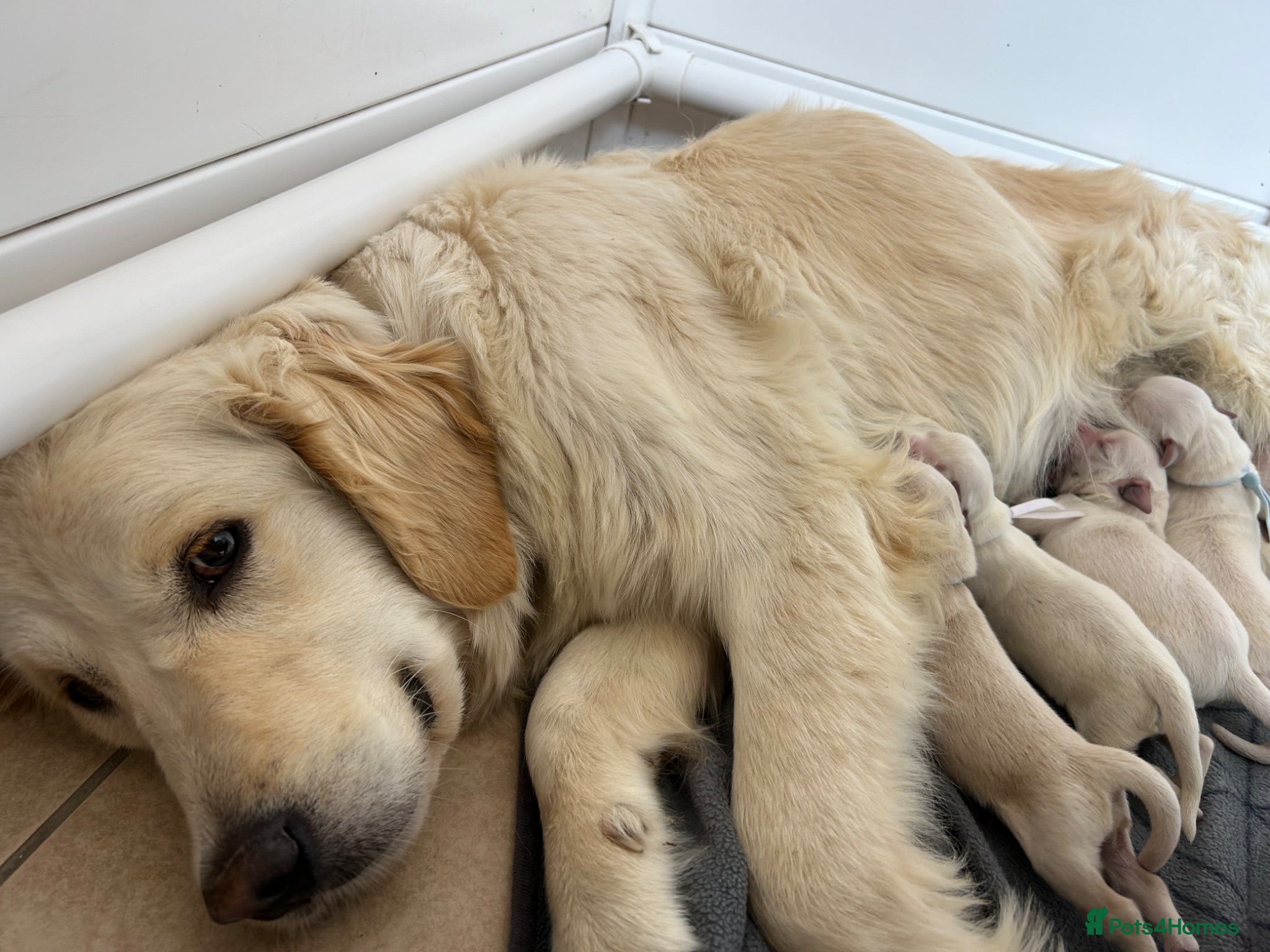 Golden Retriever dogs Gorgeous golden retriever pups - Advert 6