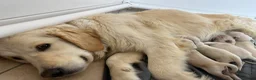 Golden Retriever dogs for sale: Gorgeous golden retriever pups - Advert 1