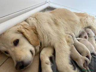 Golden Retriever dogs Gorgeous golden retriever pups - Advert 6