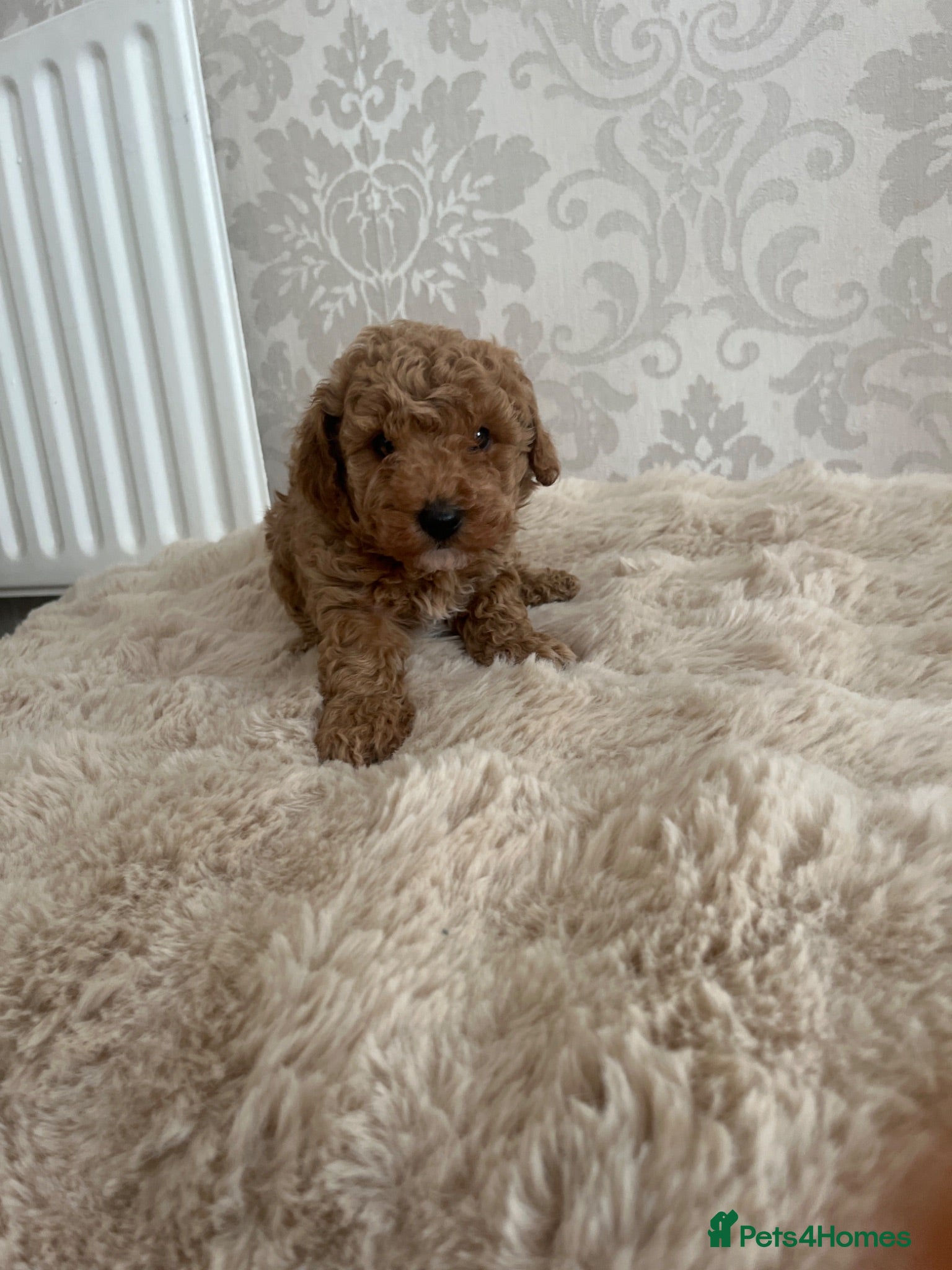 Miniature Poodle dogs boy miniature poodle  - Advert 1