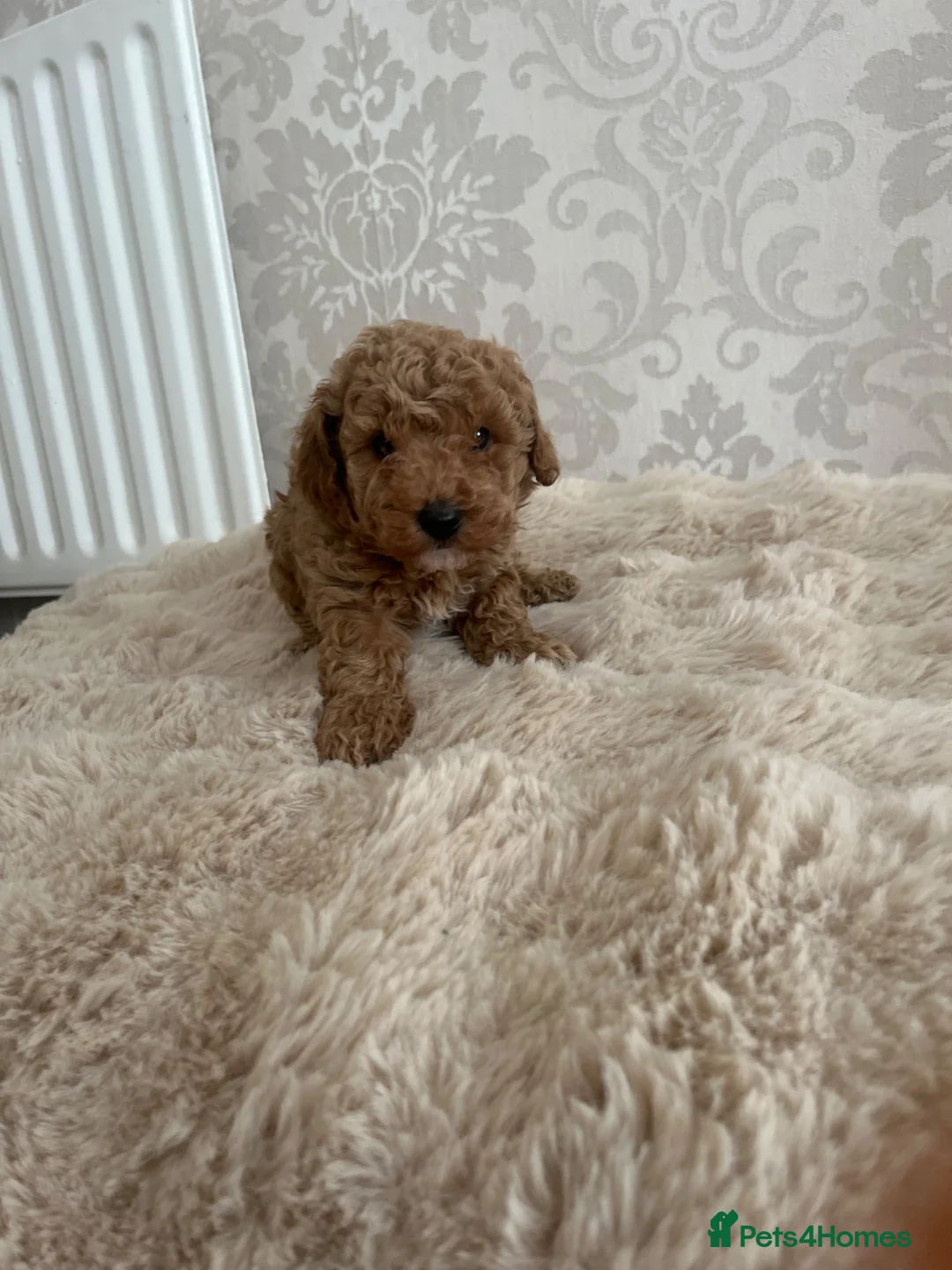 Miniature Poodle dogs for sale: boy miniature poodle  - Advert 1