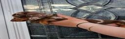 Dachshund dogs for sale: Miniature Dachshund puppy's for sale  - Advert 8