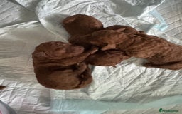 Toy Poodle dogs for sale: Dark red extra Tiny toy poodle puppies KC register - Image 6