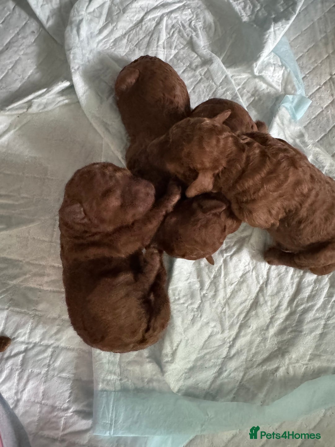 Toy Poodle dogs for sale: Dark red extra Tiny toy poodle puppies KC register - Image 6