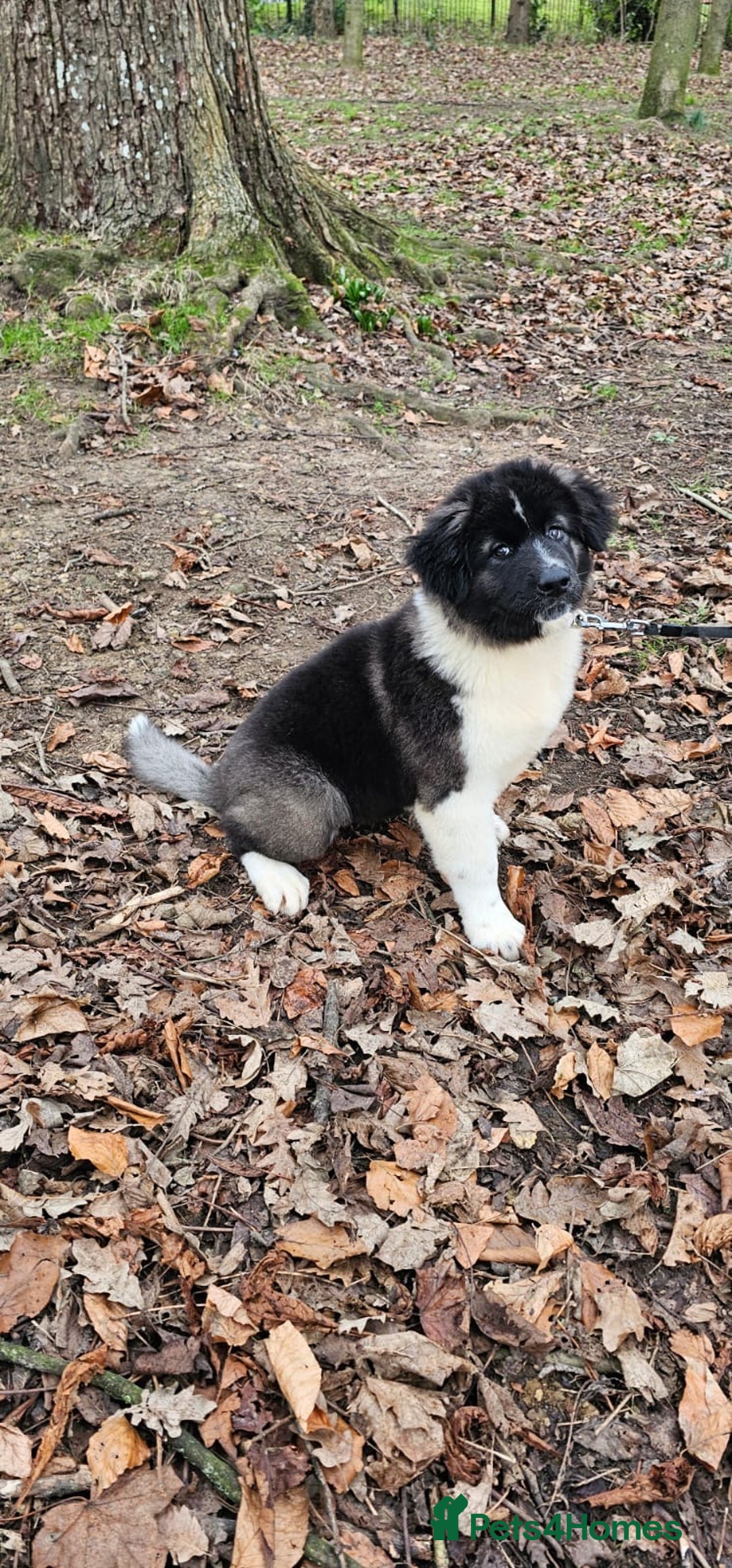 Akita dogs for sale: Akita Female  puppy - Advert 7