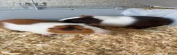 Guinea Pig rodents for sale: Guinea pig pairs. in Slough - Advert 1