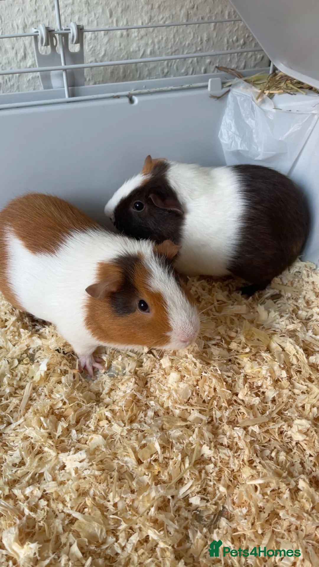 Guinea Pig rodents for sale: Guinea pig pairs. in Slough - Advert 1