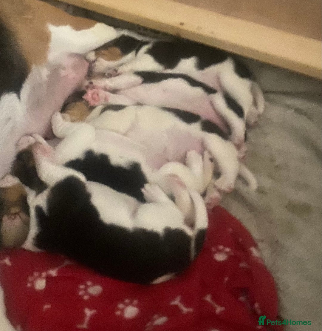 Beagle dogs for sale: 5 Beautiful tri beagle pups  - Advert 11