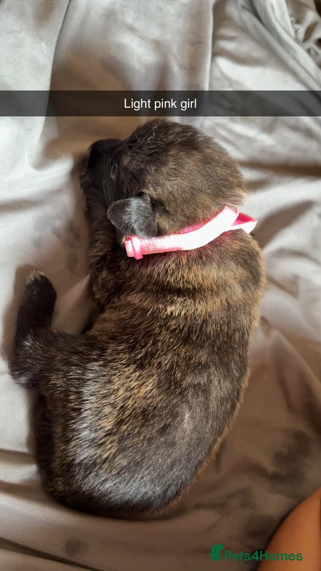 Belgian Shepherd Dog dogs for sale: Belgium malinos cross Dutch Herder puppies  in Wakefield - Advert 2