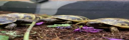 Tortoise reptiles for sale: Hermanns Tortoise Hatchlings - Advert 3