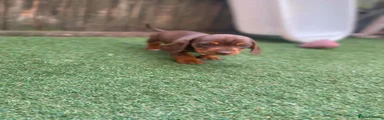 Dachshund 2