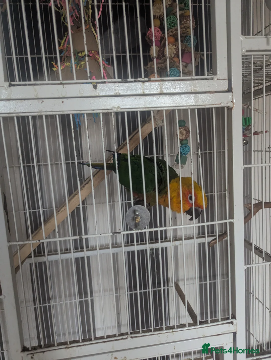 Conures birds for sale: Proven Breading pair in Leicester - Advert 2