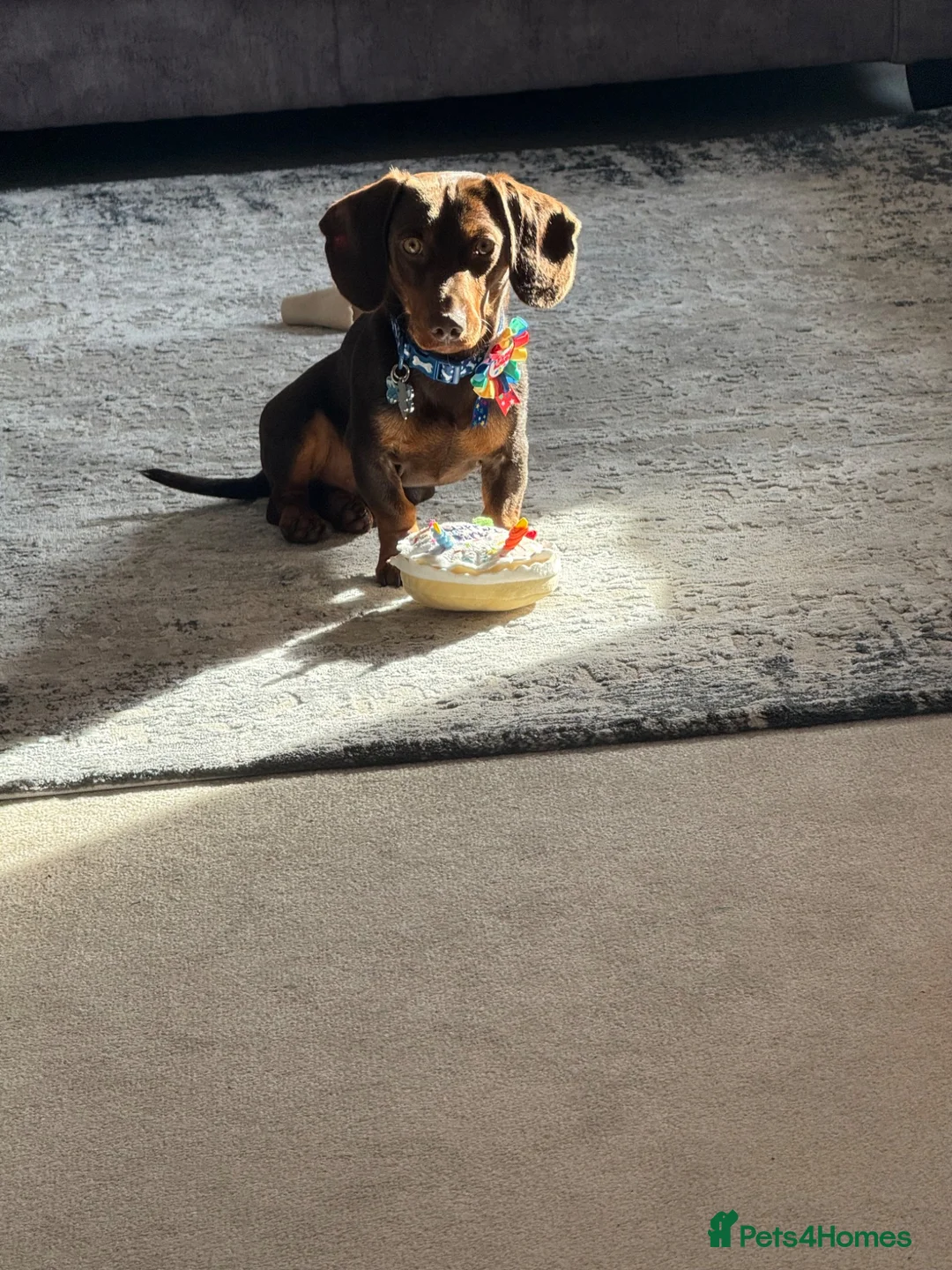 Miniature Dachshund dogs for sale: Milo mini dachshund  - Advert 2