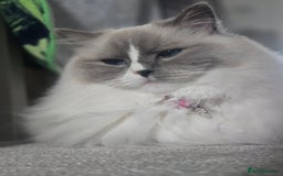 Ragdoll cats for sale: Pedigree ragdoll cats - Image 10