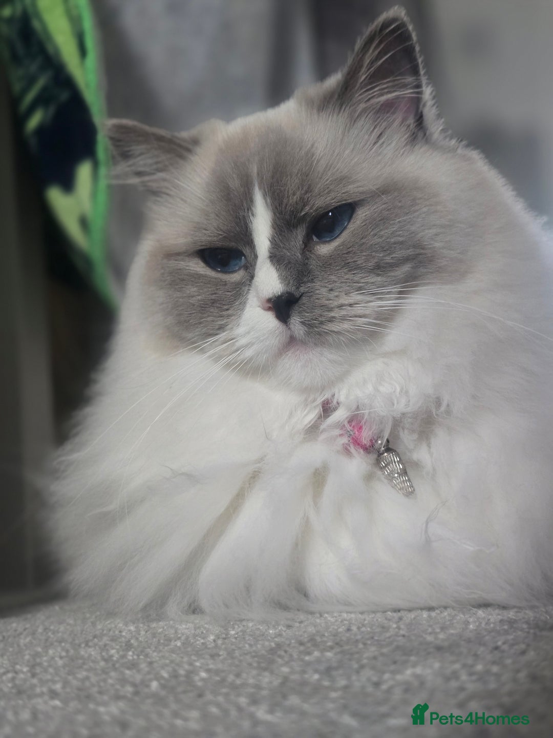 Ragdoll cats for sale: Pedigree ragdoll cats - Image 10