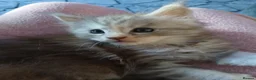 Maine Coon cats for sale: Maine Coon Kitten  in York - Advert 8