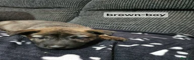 Mixed Breed Puppy 3