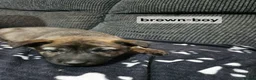 Mixed Breed dogs for sale: German shepherd x dutch shepherd  in Grimsby - Advert 7