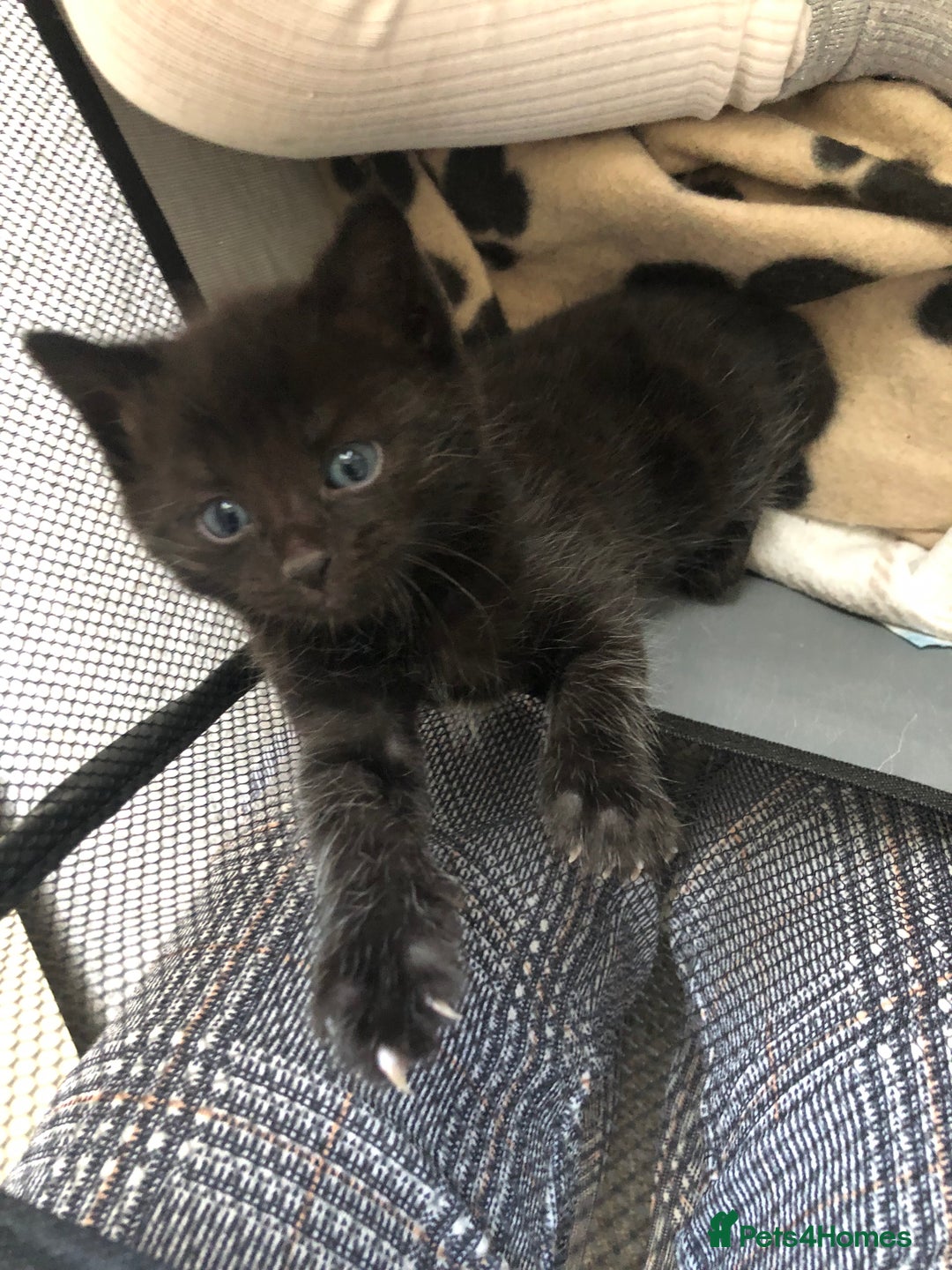 Bengal cats for sale: Kittens for sale  in Maesteg - Image 3
