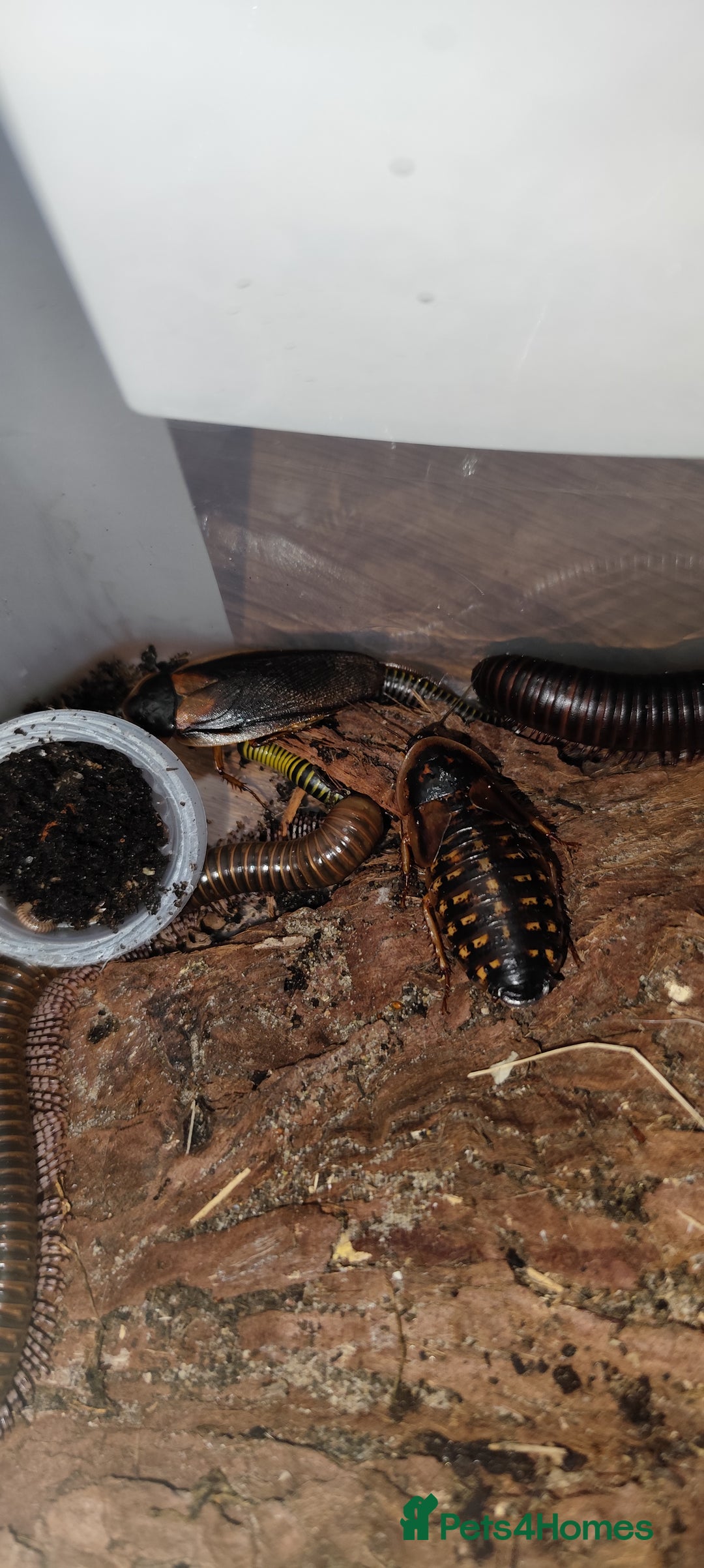 Mixed Breed invertebrates for sale: Mixed isopods, millipedes, roaches - Advert 5