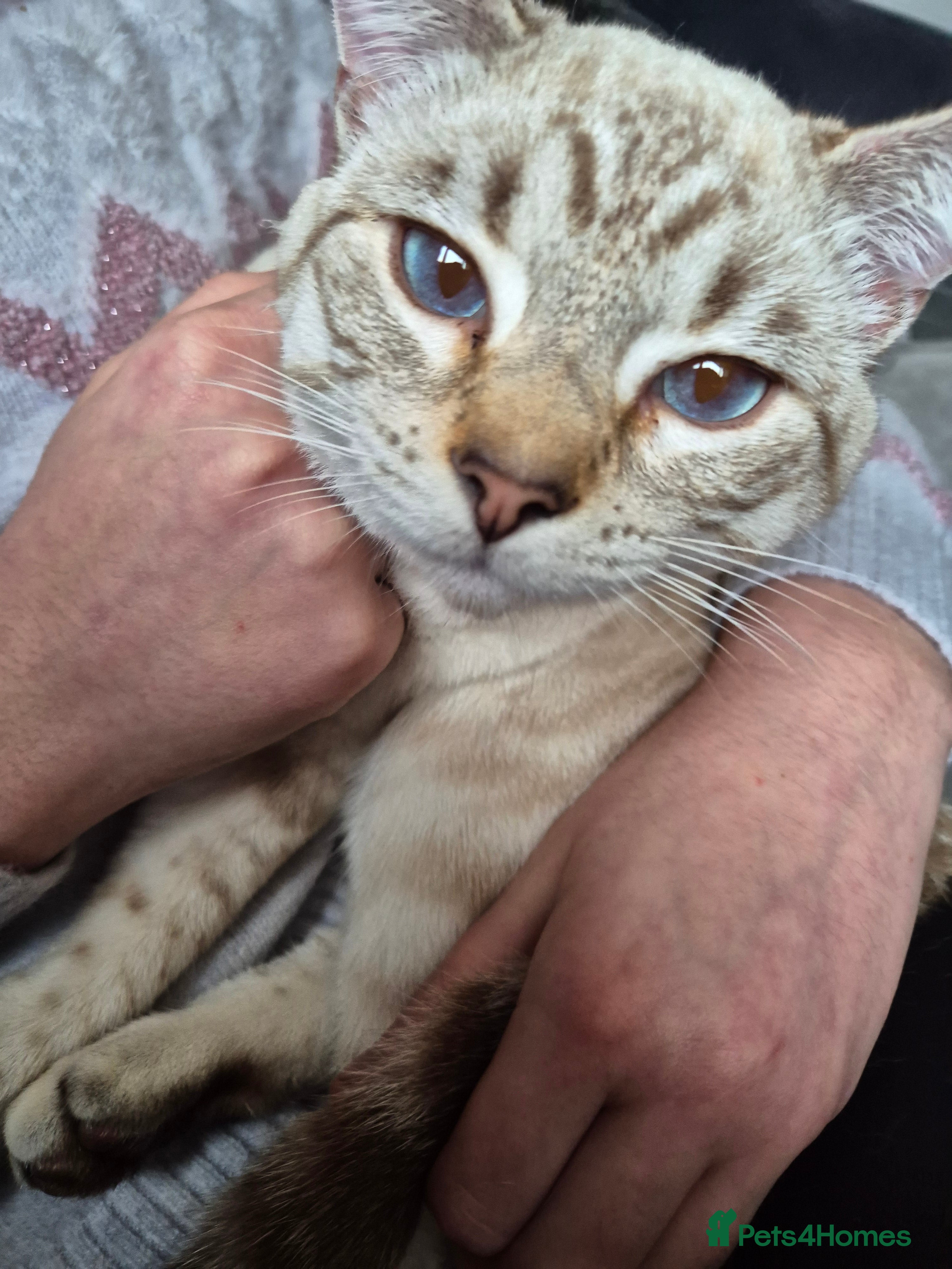 Snowshoe cats Pedigree snowshoe neutered choc tabby  - Advert 2