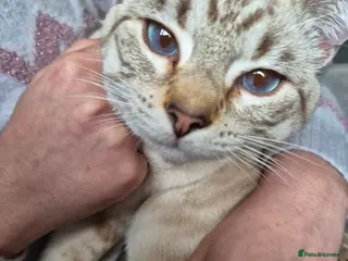 Snowshoe cats Pedigree snowshoe neutered choc tabby - Advert 2