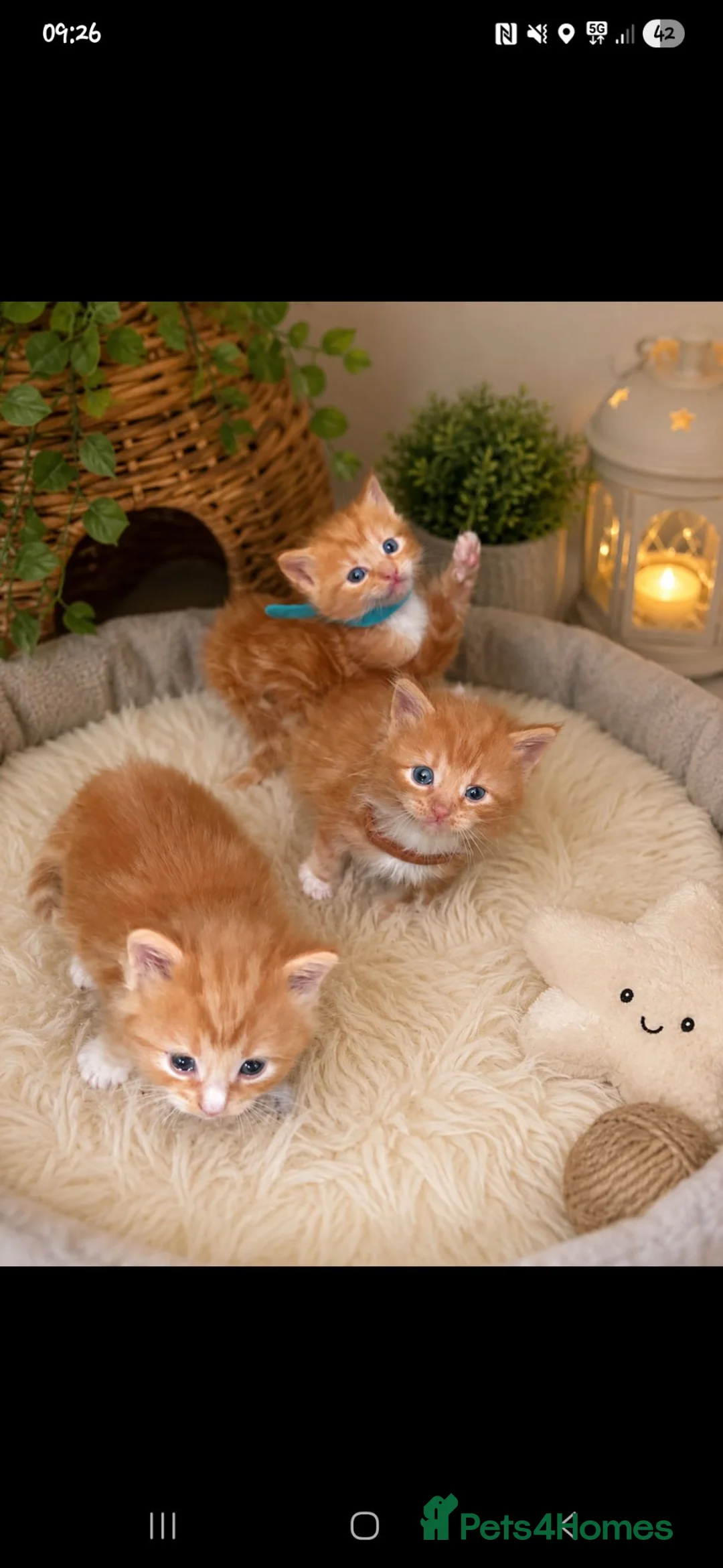 Maine Coon cats for sale: Main Coon  - Advert 4